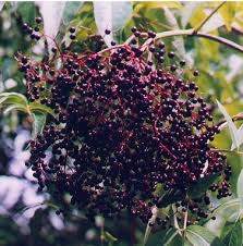 American Elder berries