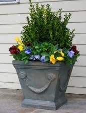 Boxwood and pansies