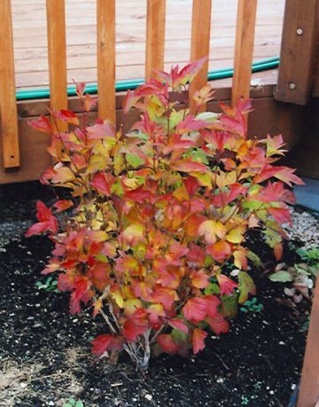 Compact Highbush Cranberry fall colour