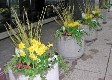 Green Dogwood Stems, Yellow Daffodils and Pansies