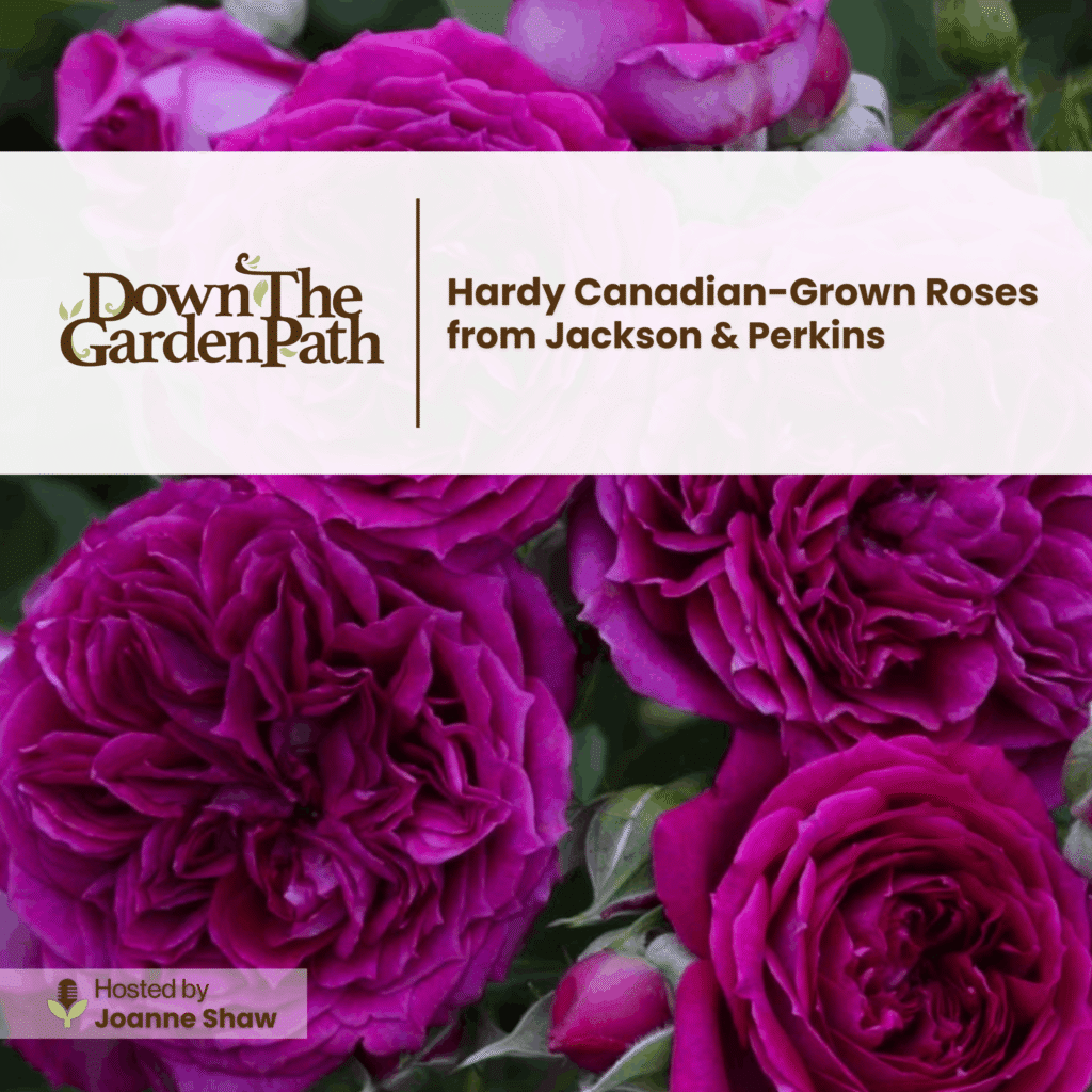 Hardy Canadian-Grown Roses from Jackson & Perkins - Down 2 Earth Down 2 ...
