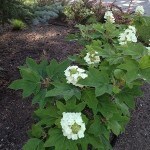 Oakleaf Hydrangea