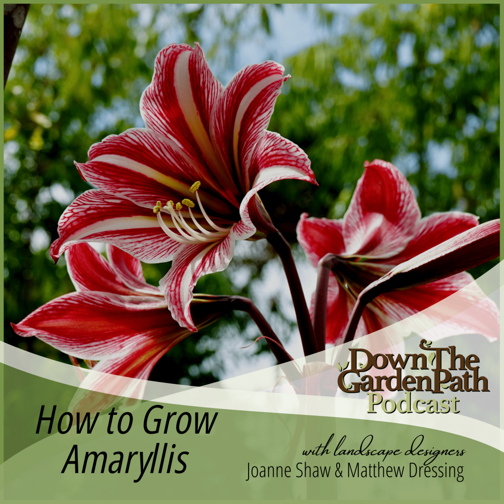 How to Grow Amaryllis Down 2 Earth Down 2 Earth