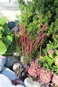 Japanese Blood grass, adds a pop of colour the whole season.
