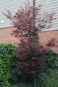 Japanese Maple Acer Palmatum Bloodgood