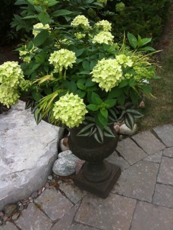 Little Lime Hydrangea, Wandering Jew and Japanese Forest Grass