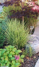 Little Zebra grass, much more compact than its big brother.