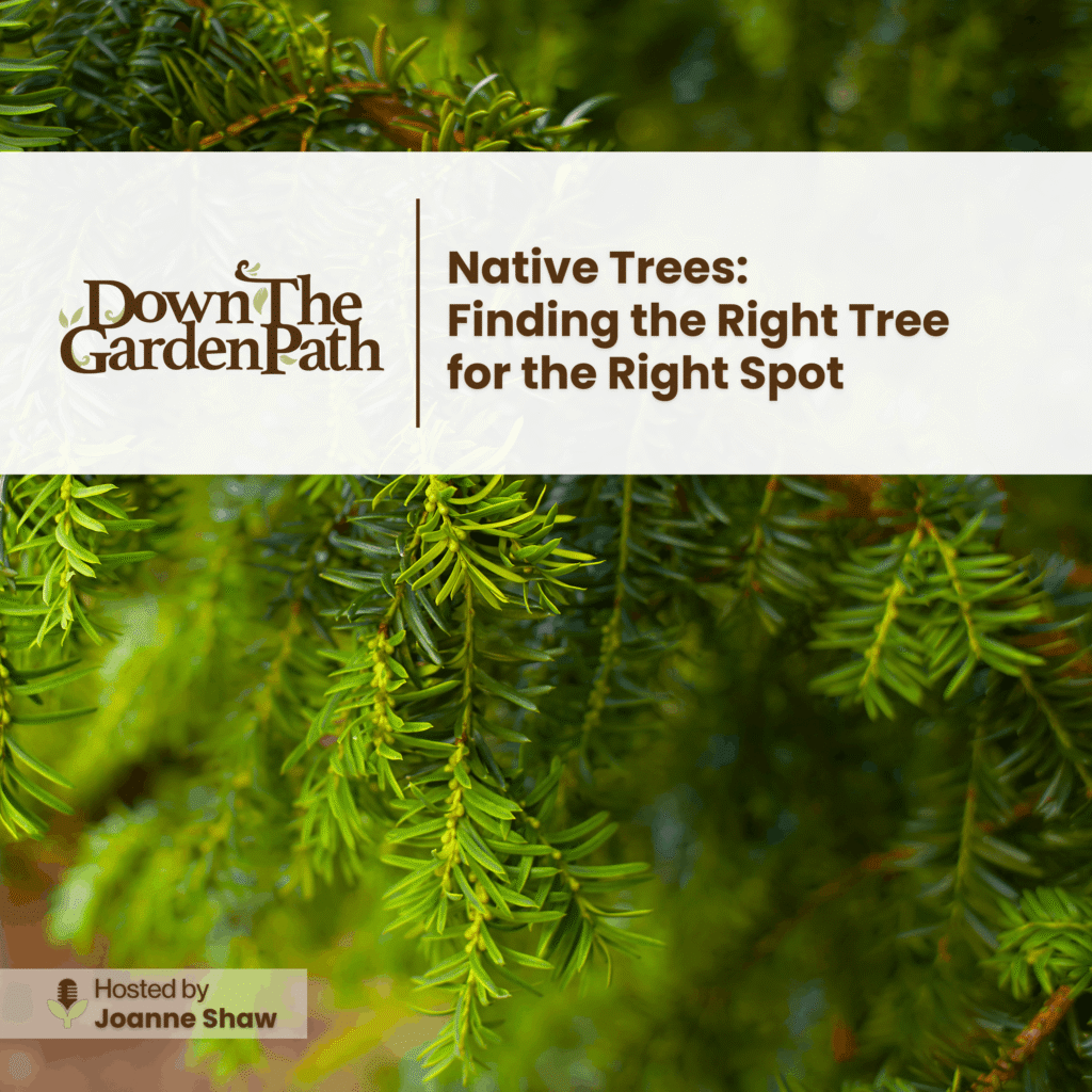 Native Pointing Tree Native Trees: Finding the Right Tree for the Right Spot - Down 2 Earth ...