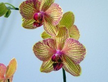 Orchid phalaenopsis