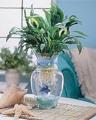 Peace Lily in water
