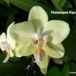 Phalaenopsis Popcorn Ball