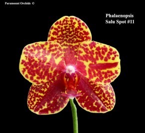 Phalaenopsis Salu Spot