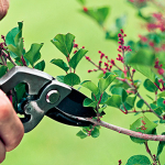 Pruning of a lilac