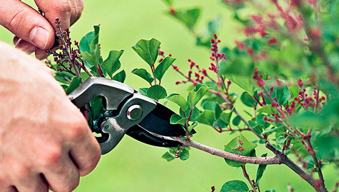 Pruning of a lilac