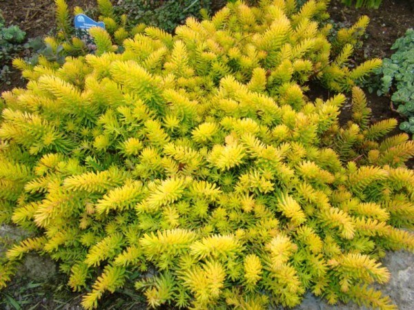 Sedum Angelina - great chartreuse colour in a hot dry area.