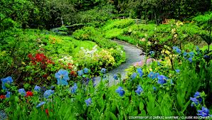 Blue Poppy Glade garden