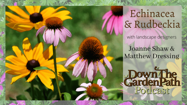 Echinacea and Rudbeckia