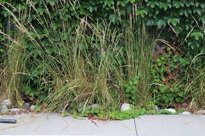 Virginia Creeper Ornamental Grass