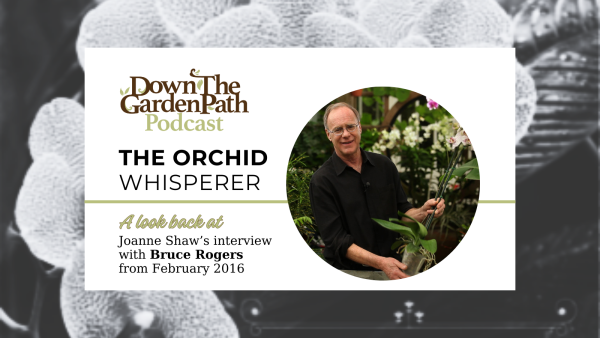 orchid whisperer podcast image