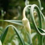 garlic scape