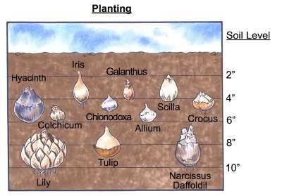 chart that shows which planting depths each bulb needs