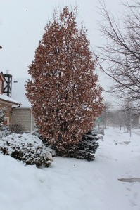 winter Pyramidal Oak
