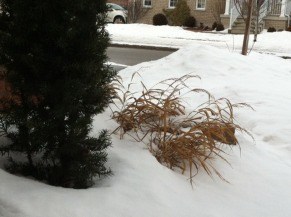 winter ornamental grass